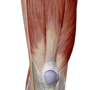 Knie mit Muskulator von vorne